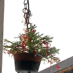 Apartament Maison Cassius *