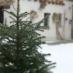 Apartament Maison Cassius *