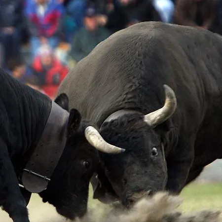 Maison Cassius Apartman *