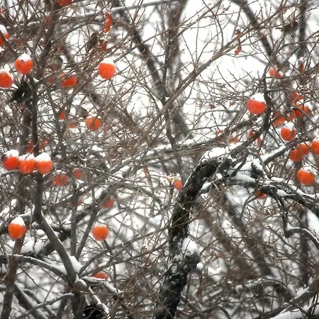 Maison Cassius Apartman