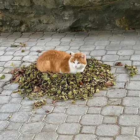 Maison Cassius Apartman