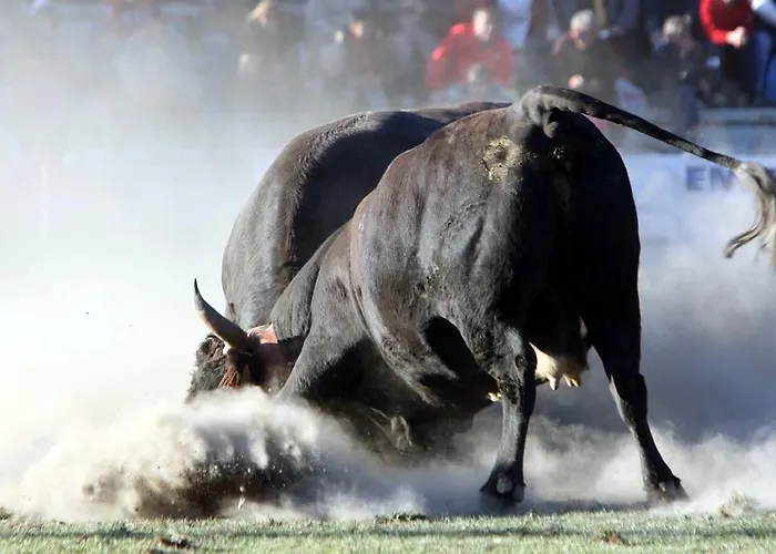 公寓 梅森凯斯亚斯公寓