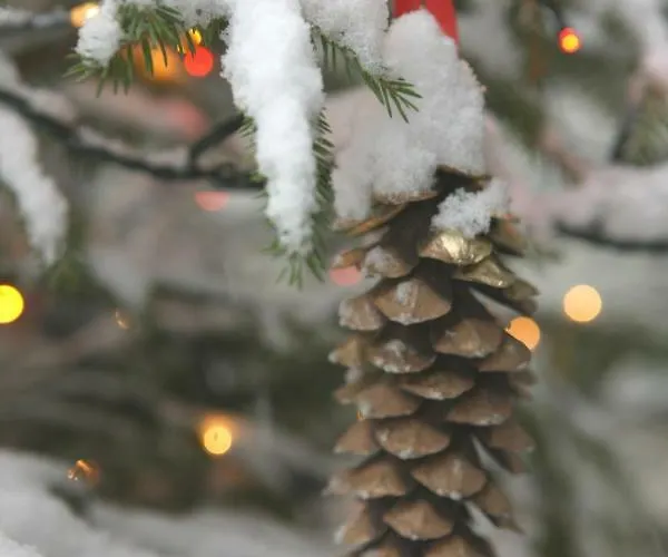 Maison Cassius Appartamento