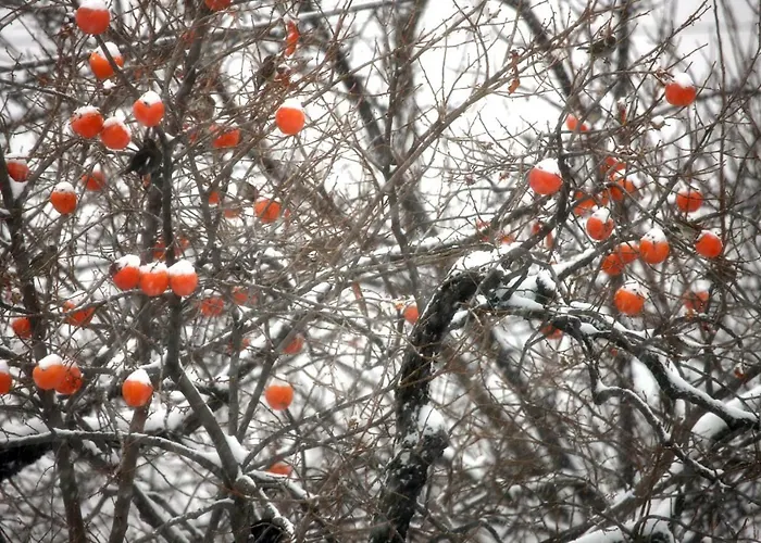 Maison Cassius Appartamento